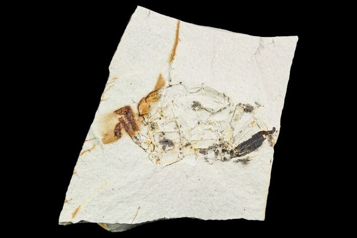 Partial Fossil Pea Crab (Pinnixa) From California - Miocene #105023
